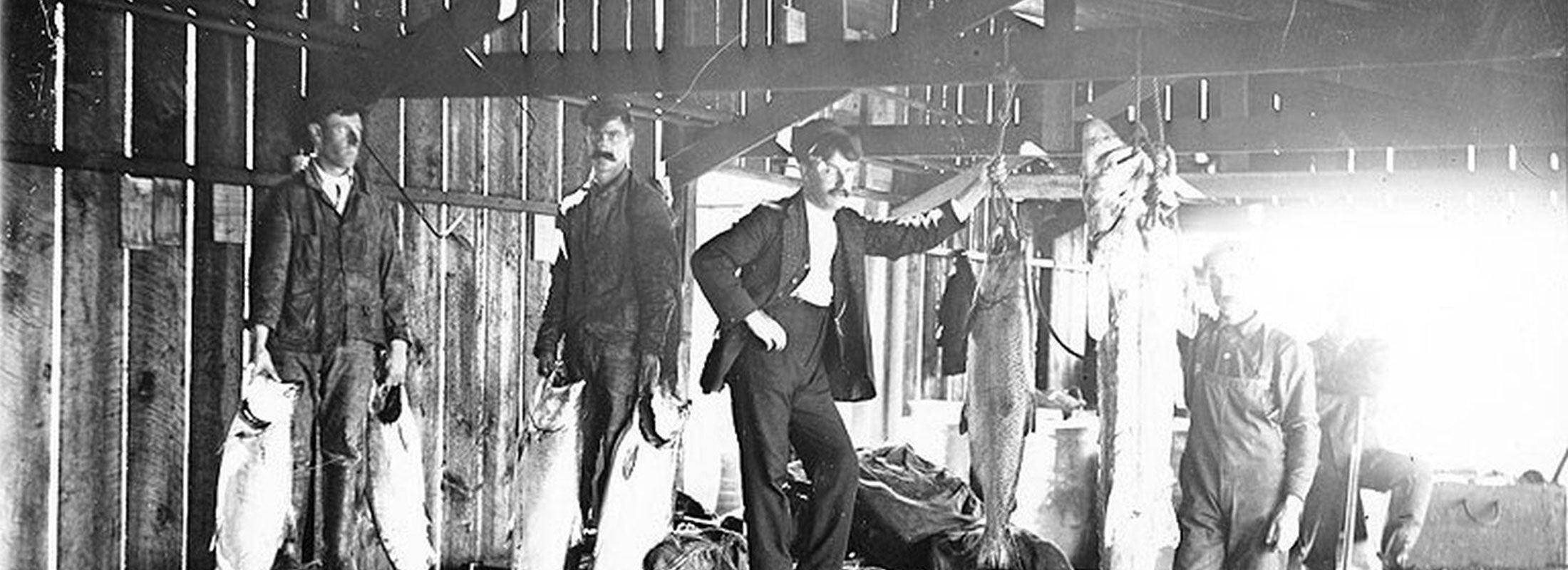 A 1906 black and white photograph of large salmon and men in suits in a Puget Sound salmon cannery